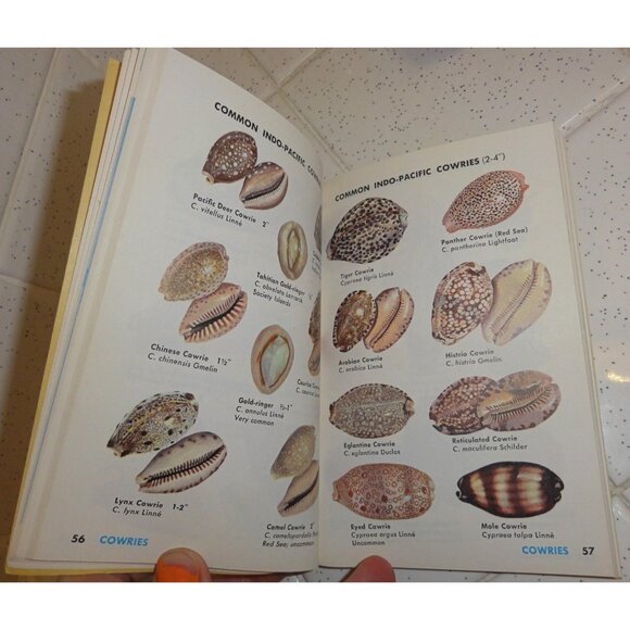 Vintage Seashells of the World Book 1962 A Golden Guide clear Lucite book stand - Picture 10 of 16